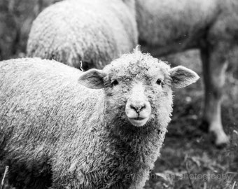 Black And White Rustic Lamb Photography Print, Farm Animal Nursery Art, Farmhouse Decor Wall Art, Canvas Or Photo, Sheep Art Prints