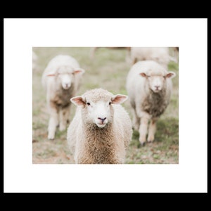 Rustic Farmhouse Photography Prints, Sheep Portrait Photo, Animal Wall Art, Nursery Decor, Unframed Prints or Canvas Wrap image 2