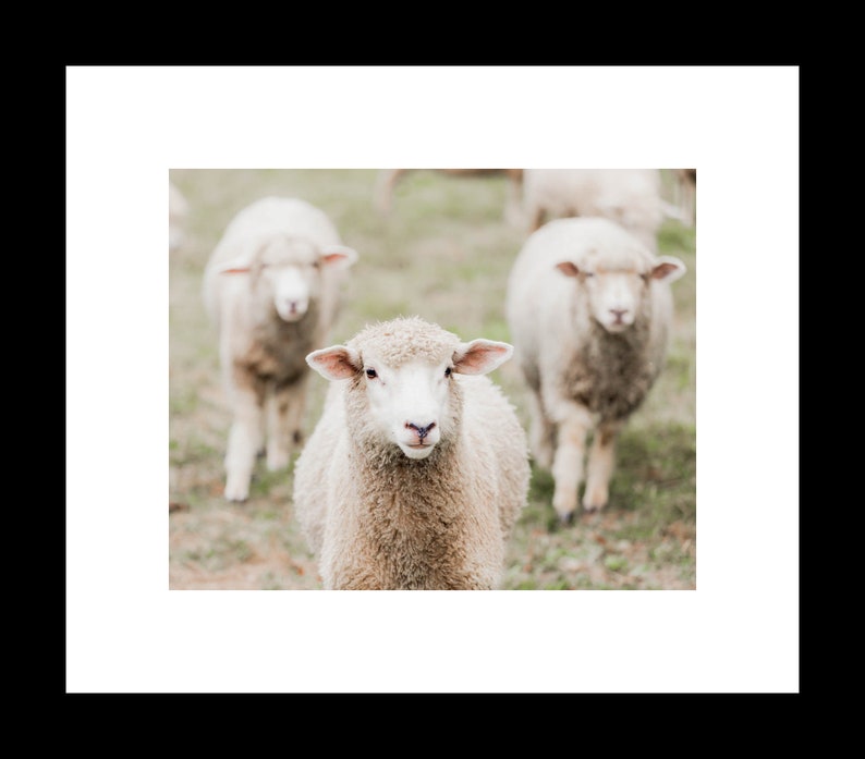Rustic Farmhouse Photography Prints, Sheep Portrait Photo, Animal Wall Art, Nursery Decor, Unframed Prints or Canvas Wrap image 2