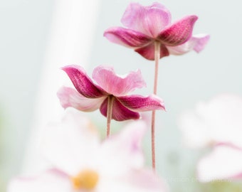 Japanese Anemone Flower Botanical Photography Print, Unframed Floral Print or Gallery Wrapped Canvas