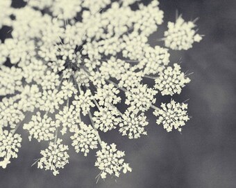 Black and White Queen Anne's Lace Flower Photography Print, Botanical Floral Art, Large Living Room Wall Art