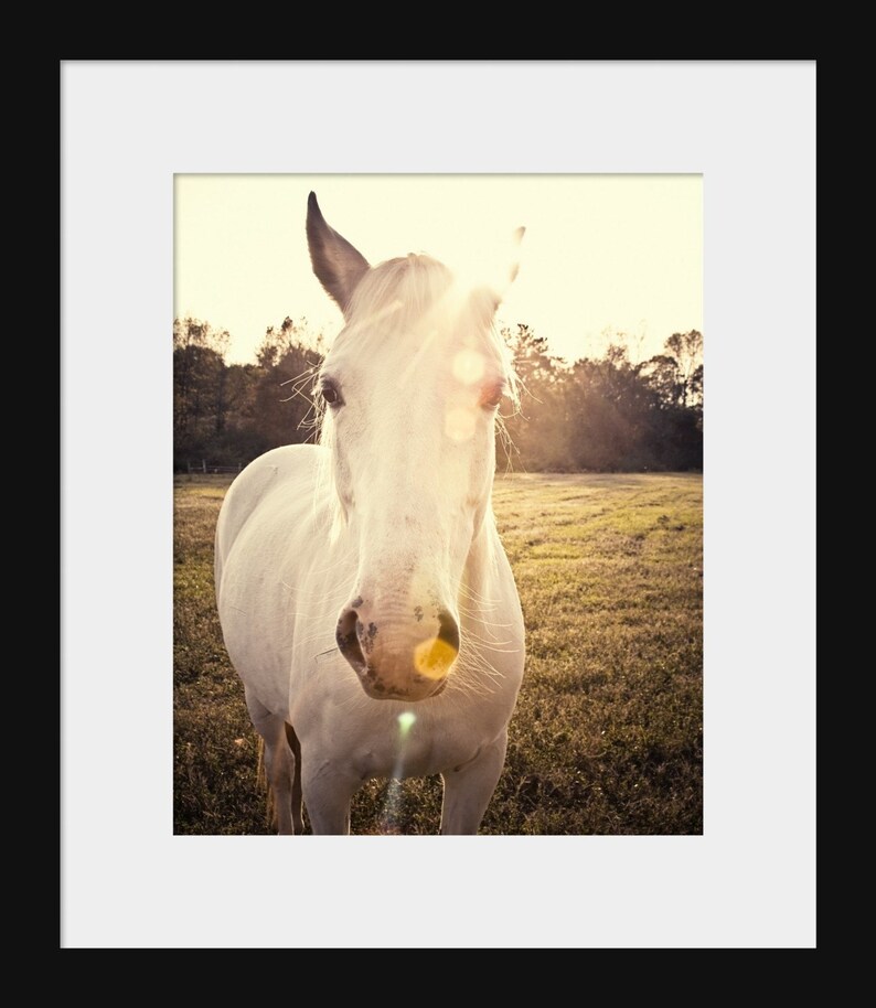 Horse Art Photography Print Rustic Farmhouse Wall Art Farm Etsy