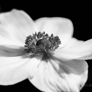 Moody Black and White Japanese Anemone Photography Print, Floral Fine Art, Minimalist Flower Wall Art, Unframed or Canvas
