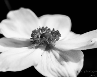 Moody blanco y negro japonés anémona fotografía impresión, lienzo de la galería botánica o foto sin enmarcar, arte de la pared de la naturaleza