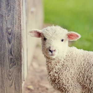 a sheep standing next to a wooden fence