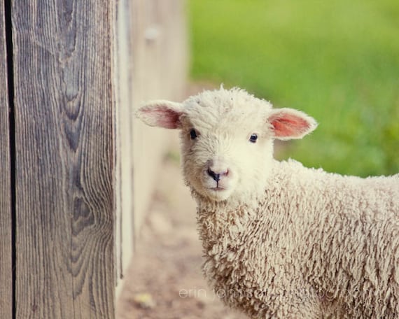 Rustic Nursery Farmhouse Photography Print or Canvas, Baby Lamb Wall Art, Kids Rustic Home Décor, Sheep Animal Photography