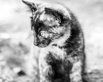 Impresión de fotografía de gatito en blanco y negro, retrato de gato, arte de pared de lienzo, decoración rústica de vivero, decoración rústica de pared de granja de animales