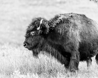 Black and White Bison, Custer State Park Photography Print, Animal Art, South Dakota Travel, Western Wall Art, Buffalo