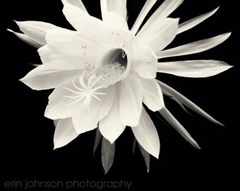 Night Blooming Cereus Fine Art Photography Print, Black and White Home Decor, Floral Wall Art Canvas