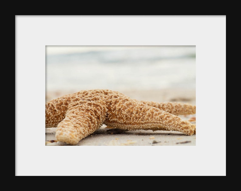 Starfish Beach Photography Art, Nautical Ocean Print, Large Living Room Beach Cottage Wall Art image 2