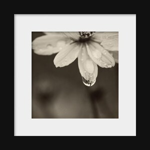 Puede incluir: Fotograf&iacute;a en tonos sepia de una flor con delicados p&eacute;talos, que muestra gotas de agua adheridas a su superficie. Una gran gota de agua cuelga de un p&eacute;talo, reflejando el entorno. La imagen est&aacute; enmarcada en un passe-partout blanco y un marco negro.
