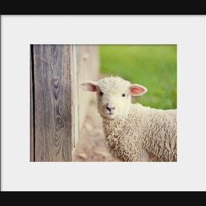May include: A white lamb with pink ears peeks out from behind a wooden fence. The lamb has a fluffy white coat and is looking directly at the camera.