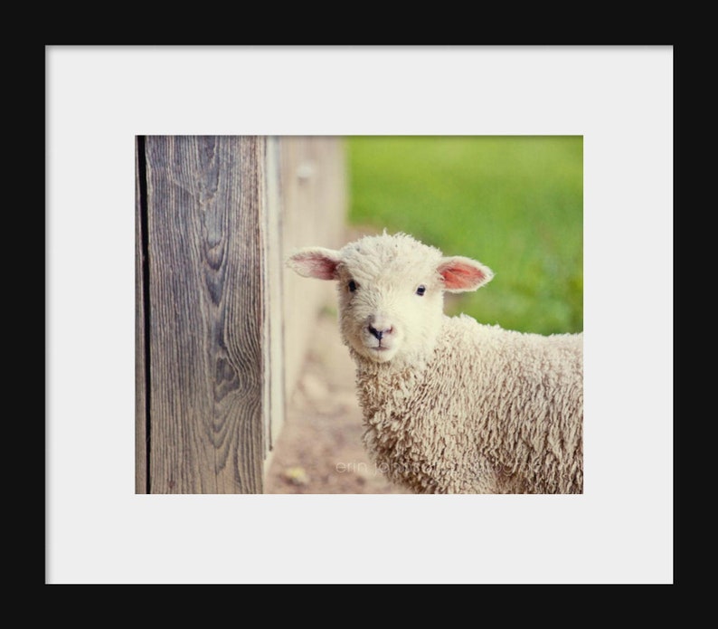 May include: A white lamb with pink ears peeks out from behind a wooden fence. The lamb has a fluffy white coat and is looking directly at the camera.
