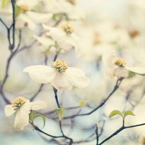 Flower Print Farmhouse Decor Nature Photography