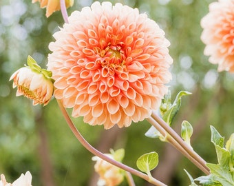 Orange Dahlia Flower Photography Print, Botanical Garden Gift, Floral Nature Art Prints, Gallery Wrapped Canvas or Unframed Photograph