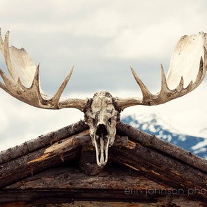 a moose skull on top of a roof