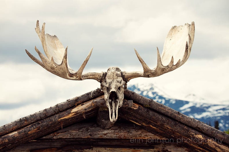 a moose skull on top of a roof