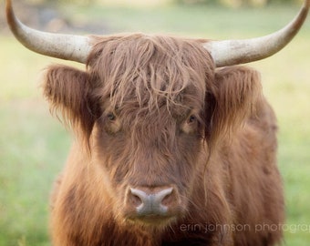 Highland Cow Print, Canvas or Photography Print, Large Rustic Farmhouse Cow Wall Art, Scottish Highland Cattle,  Farm Nursery Picture