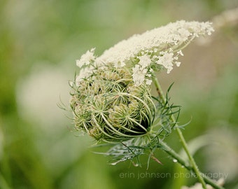Queen Annes Lace Print, Green Rustic Farmhouse Home Decor, Botanical Nature Art, Flower Photography, Canvas or Photo, Living Room Wall Decor