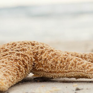 a starfish is laying on the sand at the beach