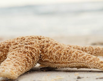 Starfish Beach Photography Art, Nautical Ocean Print, Large Living Room Beach Cottage Wall Art