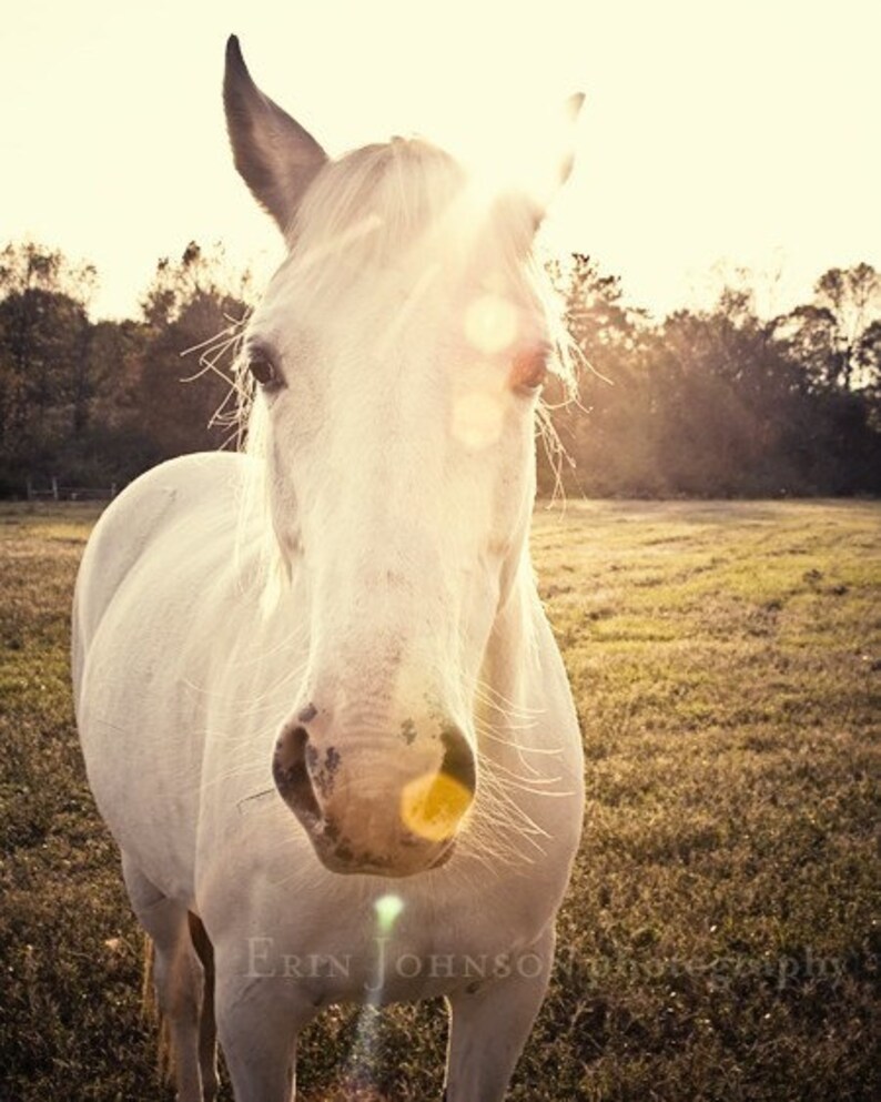 a white horse standing on top of a lush green field