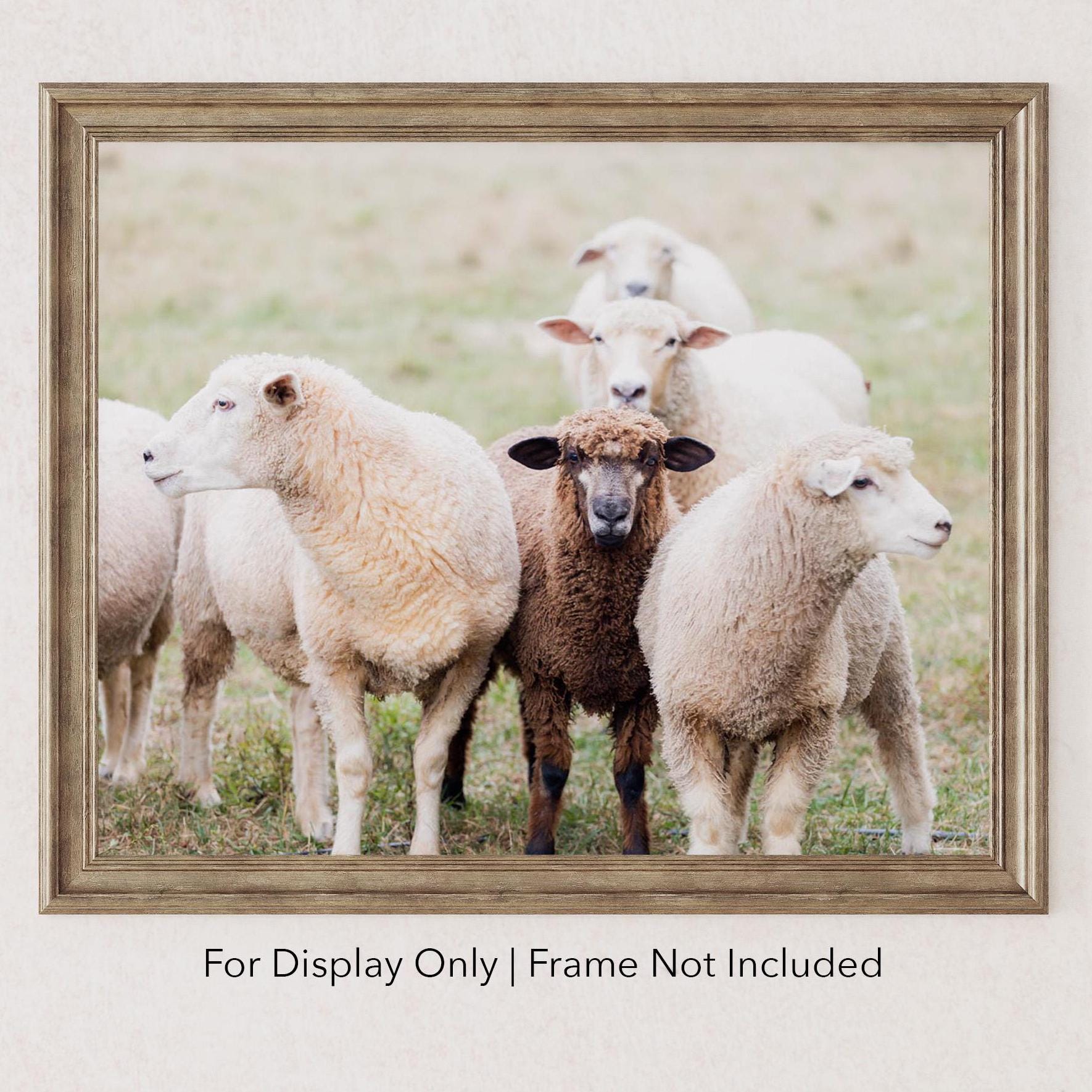 Sheep Photography Unframed Print or Canvas - Rustic Farmhouse Wall Art, Country Animal Photo, Farm Decor