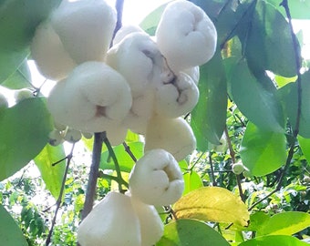 Kong White Wax Jambu - Syzygium samarangense - Java Apple - Wax Apple