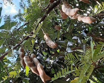 Mexican Tamarind - Tamarindo - Tamarindus indica - Live Seedling!