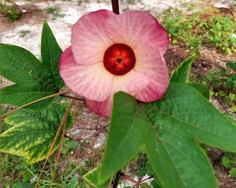 4 Starter Plants - Flor de Jamaica - Roselle - Hibiscus Sabdariffa - Jamaican Sorrel