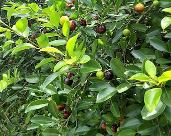 Ramontchi (Flacourtia indica) Governors Plum - Batoko Plum - Live Plant!!