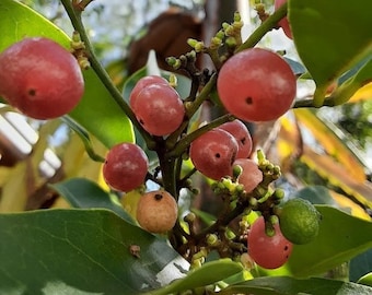 Gin Berry - Glycosmis pentaphylla - Orange Berry -  Large Live Plant!!