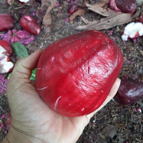 Red Malay Apple - Otahiete Apple - Syzygium Malaccense - Live Plant!!