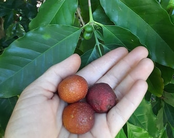 3x Maya Nut Ramon - Brosimum alocastrum - Guaimaro - Coffee alternative!