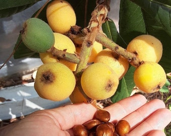 Vista White Loquat Seedling -Eriobotrya japonica - Juicy and Sweet!