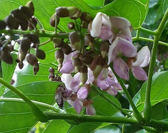 Pongame Oiltree - Live Plant! - Pungai - Karanja - Pongamia (Millettia) pinnata - Indian Beech