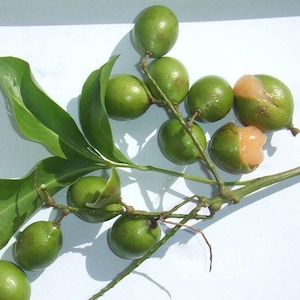 4X Mamoncillo - Guenep Starter Plants - Melicoccus bijugatus - Spanish Lime - Limoncillo - Quenepa