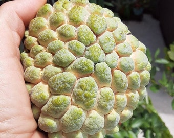 25 Sugar Apple Seeds - FRESH (August 2023)!! Anonna Squamosa - Sweetsop