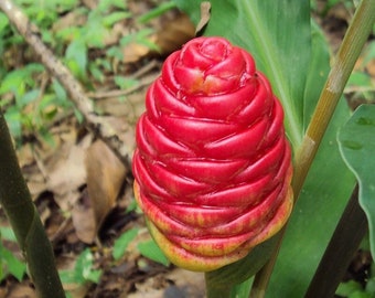 Awapuhi Shampoo Ginger LIVE ROOTED PLANT Zingeber zerumbet Pinecone Wild Ginger