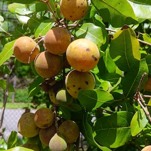 Yellow Guinep, Cotopriz, Guayo (Talisia oliviformis) - Rare Live Plant!