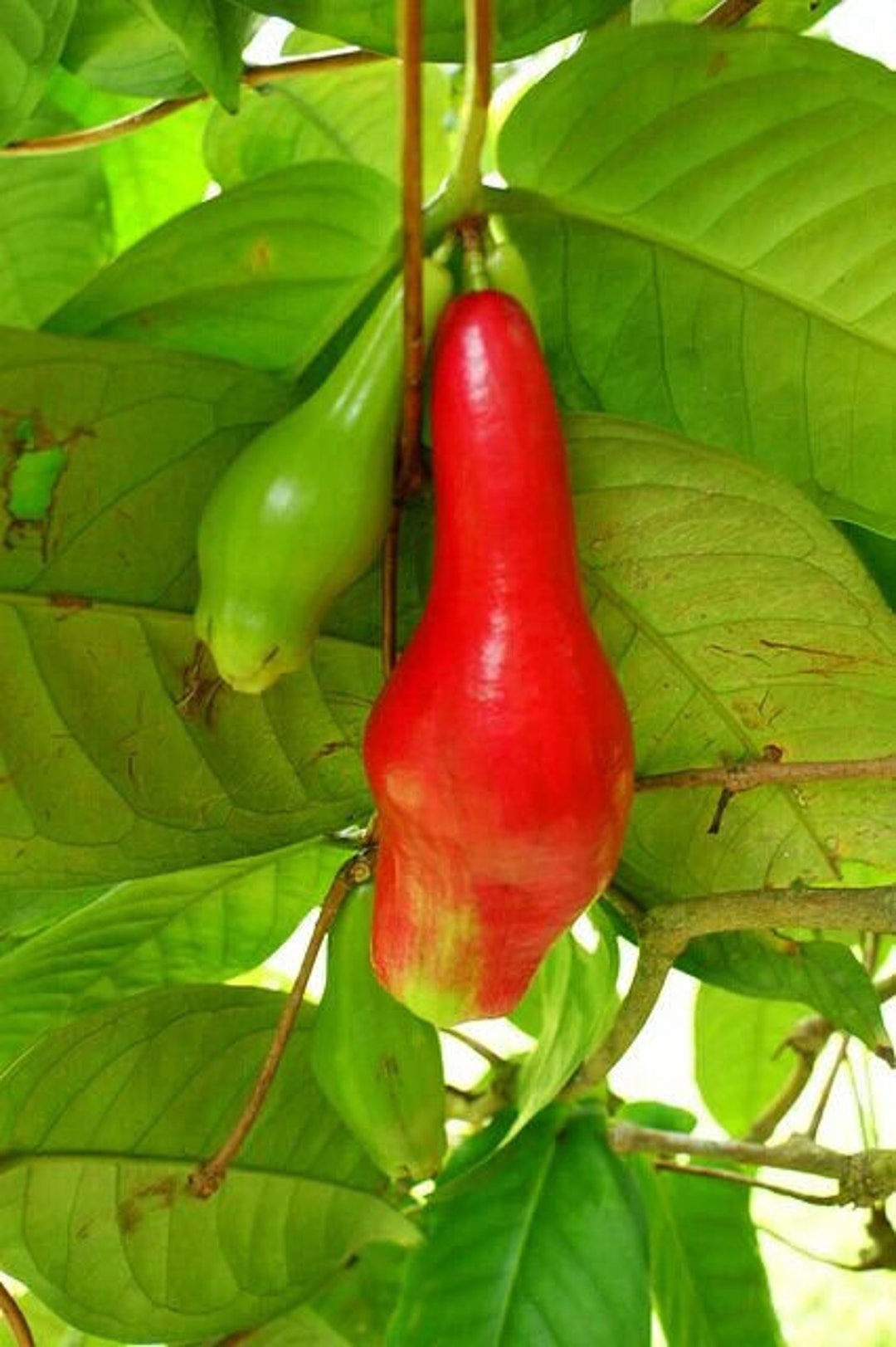 Giant Lau Lau, Red Java Pear (syzygium Megacarpa) - Etsy