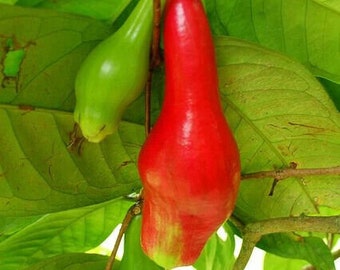 Giant Lau Lau, Red Java Pear (syzygium megacarpa) - Only 2 Left!!