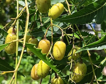 12 Fresh Neem Tree Seeds - Azadirachta indica - Margosa - Indian Lilac