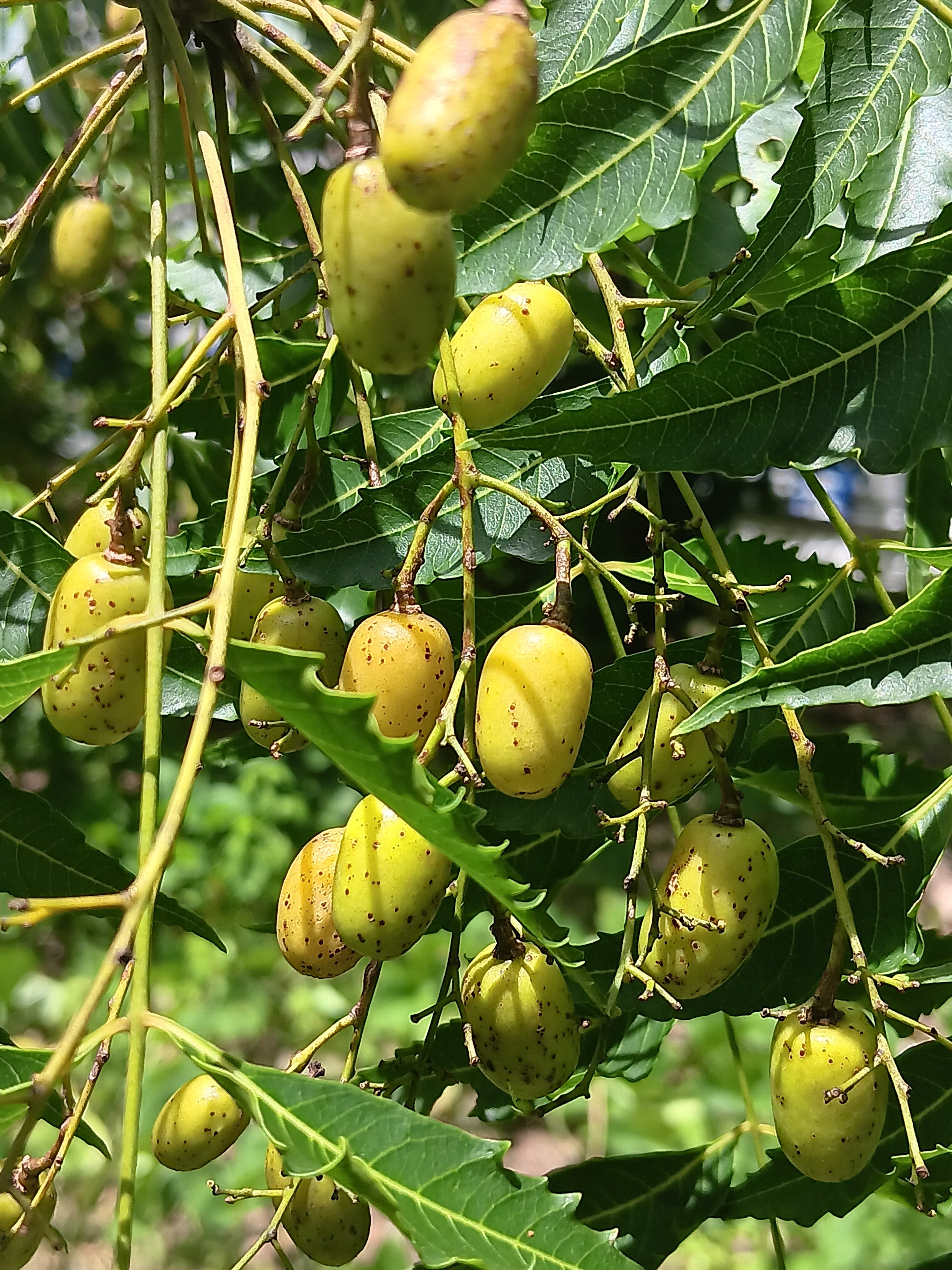 12 Fresh Neem Tree Seeds - Azadirachta indica - Margosa - Indian Lilac