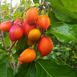 Tropical Fruit Tree Scions/Cuttings to Order - Huge Selection!