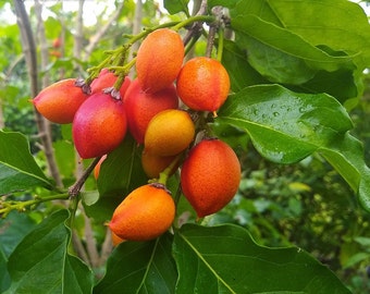 Tropical Fruit Tree Scions/Cuttings to Order - Huge Selection!