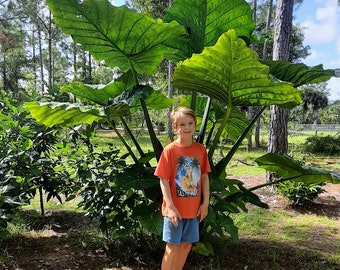 Rooted Giant Elephant Ear Alocasia - Gigantic Leaves - Beautiful Flowers!!