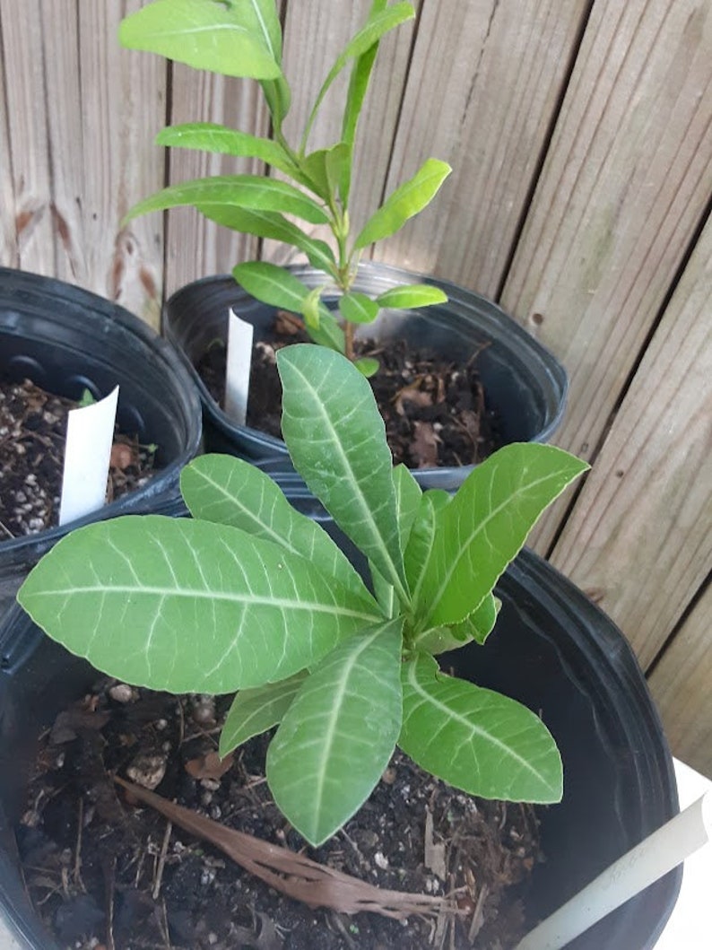 Imbe African Mangosteen Garcinia Livingstonei Live Plant image 4