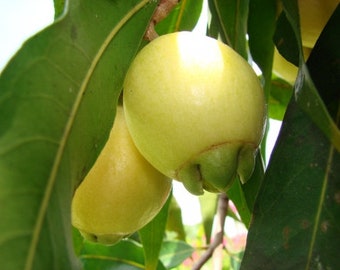 árbol Puma Rosa Fruta Wikipedia Giant Rose Apple, Poma Rosa