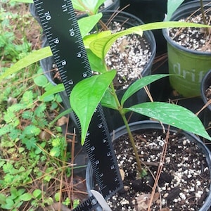 May include: A close-up of a green potted plant with dark green leaves. A ruler is used to measure the plant's height, which is about 6 inches.